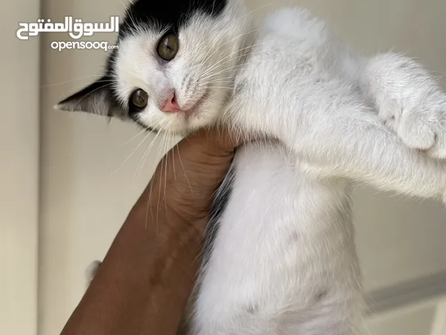 ( قطط للتبني العمر 3 اشهر ) cats for free
