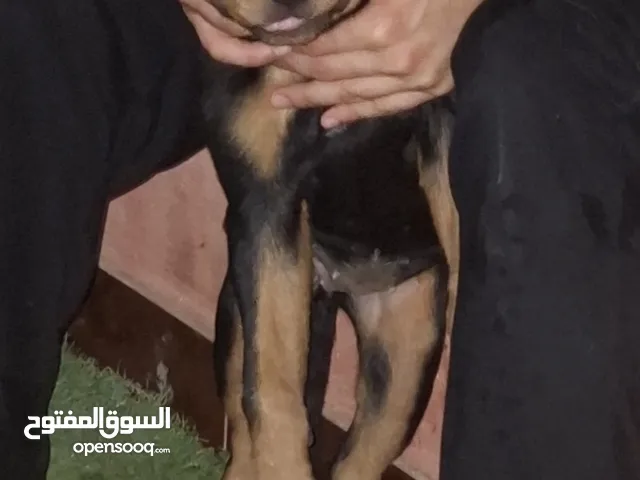 جروت وايلر