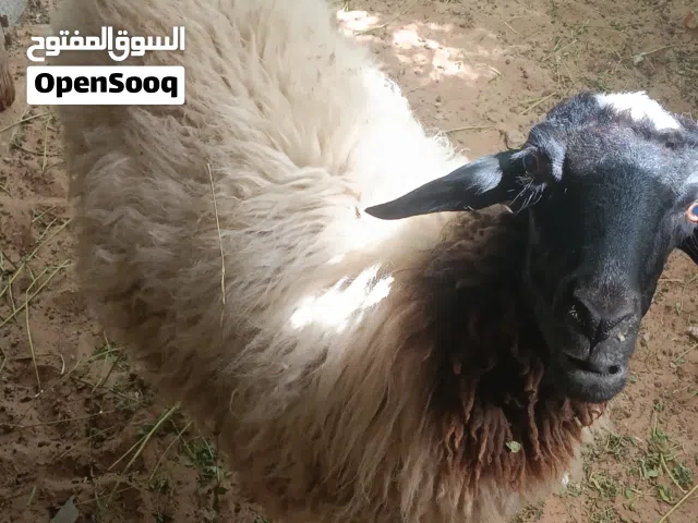 نعجه اول جمع عشره للبيع شراي منقصرش معاك