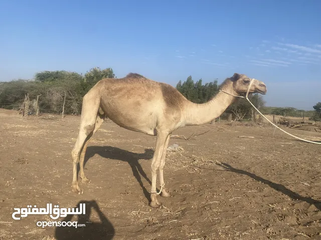 ناقه لقحه للبيع