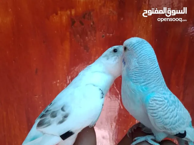 متاح جوز حب وحبه كوكتيل للبيع اقرا التفاصيل جيدا