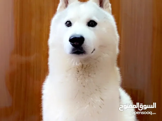 Pure Siberian Husky for sale