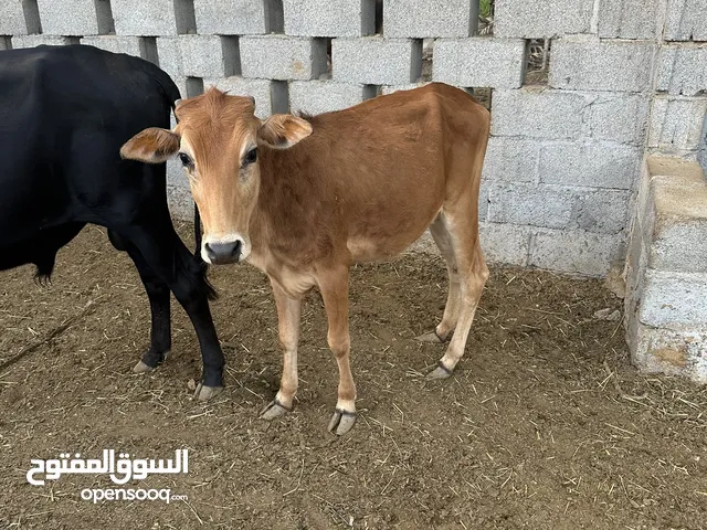 عجله عمانيه