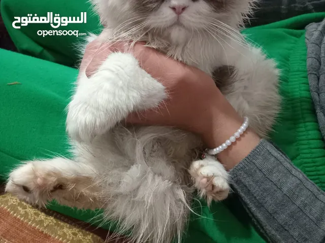 إناث وحده اربع شهور راغدول أو حده شيرازي فارسي 4شهور العمر متعود على لتر بكس ولدراي فود واكل البيت