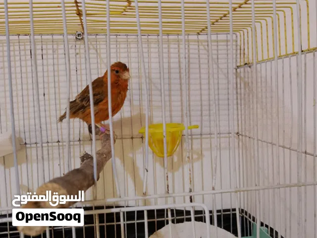 موجود 4اناثي كنار بيع كوم