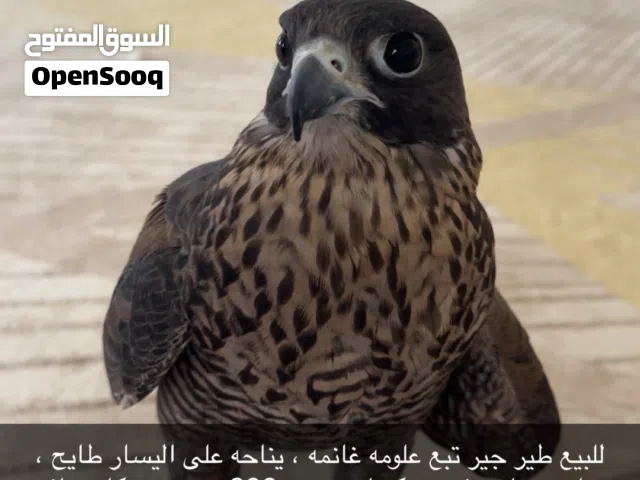 جير تبع للبيع