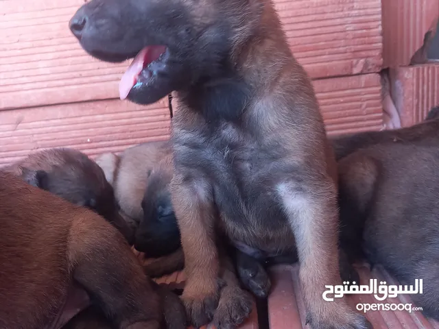 مالينو عمر شهر شربوني  حاجة مزيانة
