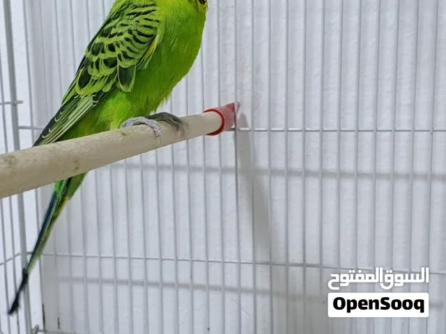 متاح 3 ذكور صحتهن جيده جدا كلمن وسعره