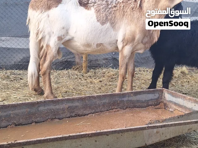 للبيع كبش فحل حار سوداني سواكن وسمين فوول ماشاءالله تبارك الرحمان