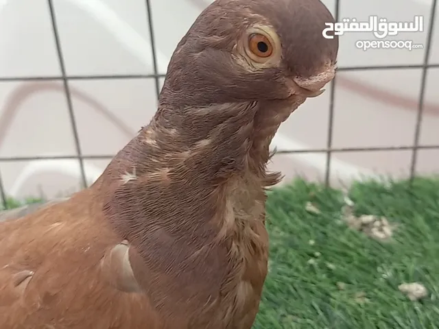 طيرة افركن مخلفة مخلصة بواقي مستوى مميز موجودة بالبيادر