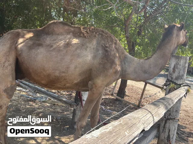 ناقه مدني شهر 10 من قماري العاصفه الناقه ابوه طماع بن مصلح وامه سعوديه ناقه طيبه تبارك الله