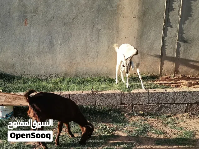 زوز معزة وحدة ثومية عشرة 3 شهور و القبرصية عشرة شهر