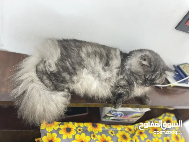 قط ذكر للبيع عمره 3 سنوات خلفته تجنن كولش لطيف