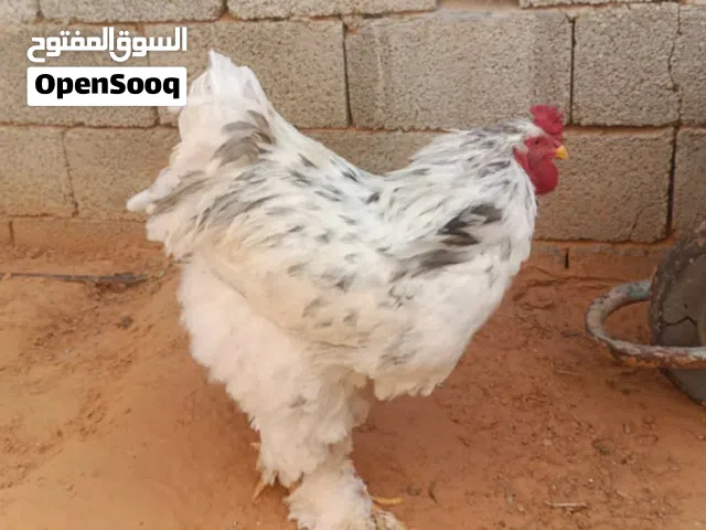 سلام عليكم متوفر 5 فلاليس برهما طوق عمر 20 سعر 25 مكان القره بوللي