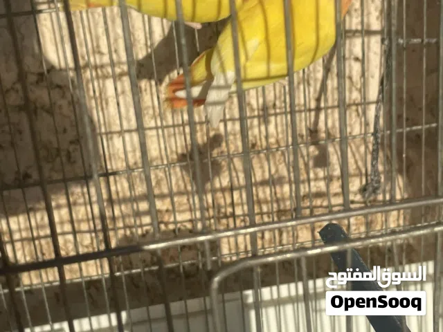 كوبية بركديلو اورنج ونتايه بروحها روز