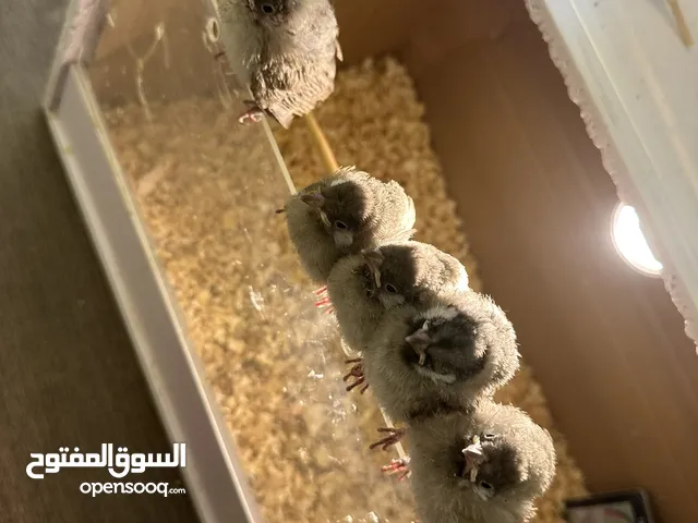 فروخ بلابل
