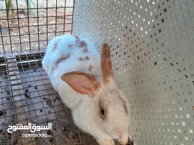 هجين ببيون و فرنسي
