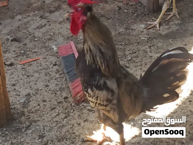 ديچ رمادي كويتي