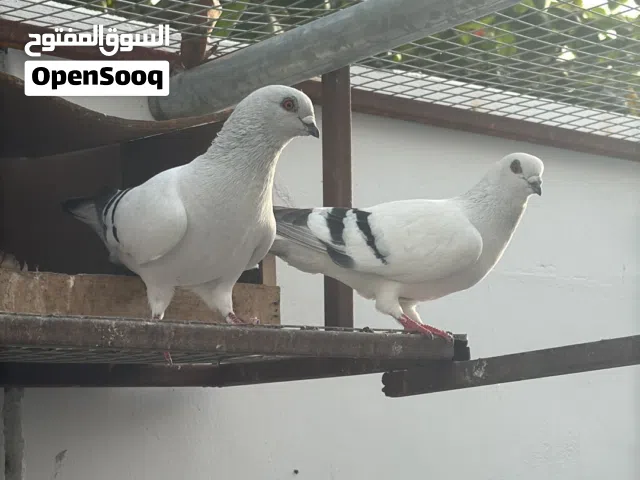حمام دمشقي للبيع