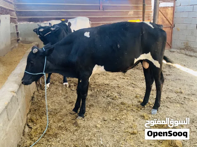 عجل سمين وحلو معلوف براسه طحين سعره 2,350 الف مكاني بصره شط ألعرب الكباسي