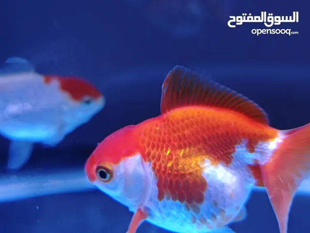 سمك زينه للبيع