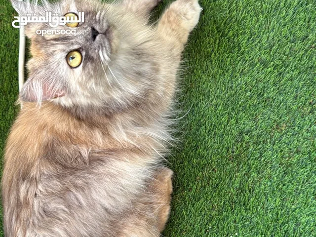 قطط جميل مع جوازه تفاصيل تحت قبل الخاص