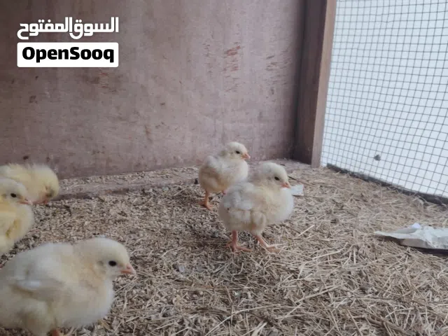 السلام عليكم كتكوت لحم ربي يبارك ناشطات  شوف الوصف يوجد كميه ربي يبارك وبسعرررررر