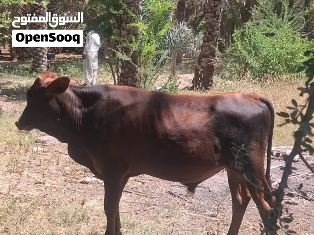 ثور عماني ولد 11 شهر سمين فول