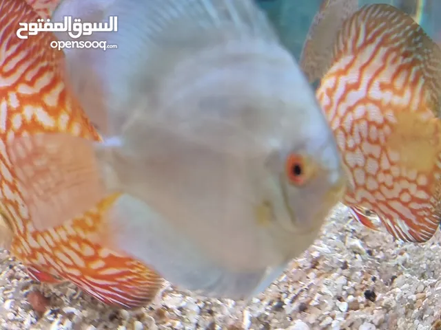 Aqurium fish for sale . discuss , raminose, clownloach , pleco