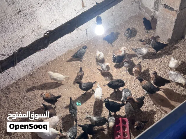 فلوس عربي مخلط