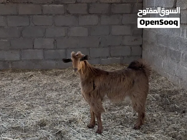 تيس حلال الجامودي