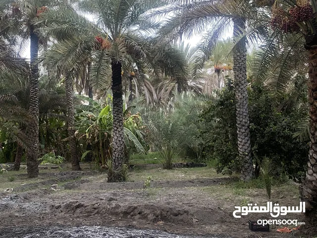 Farm Land for Sale in Al Dakhiliya Sumail