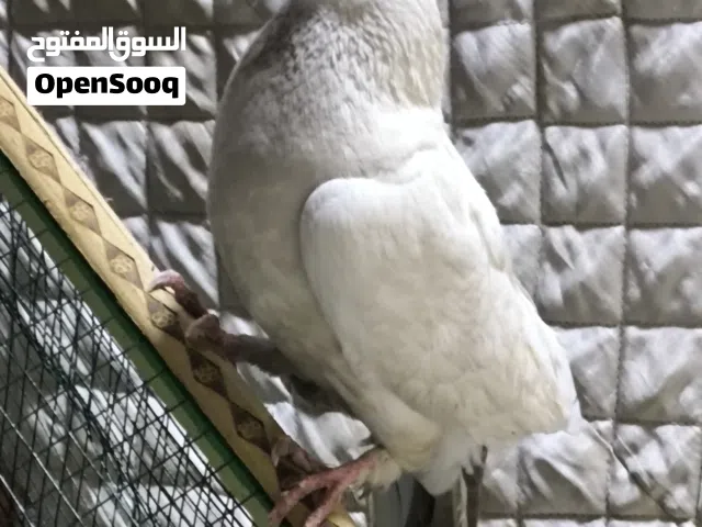 4 حمام طيور للبيع
