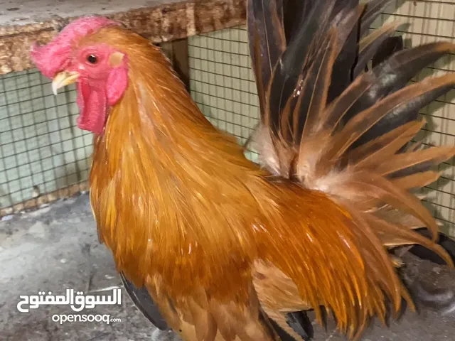 للبيع ديك سيراما ماليزي