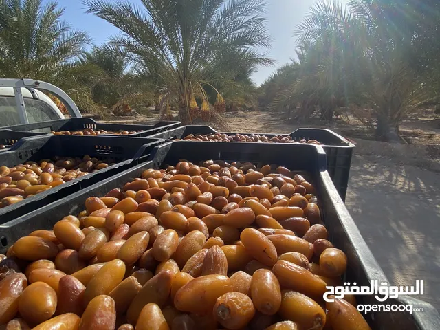 تمر دقلة درجة اولي انتاج 2025 بسعر الجملة