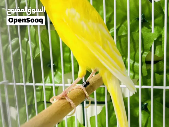 كناري الاسباني المميز - سكوتش فانسي