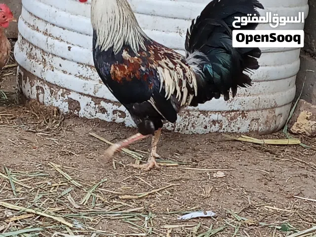 دجاجه وديج للبيع حلوات ونصيفات شوفت عينك