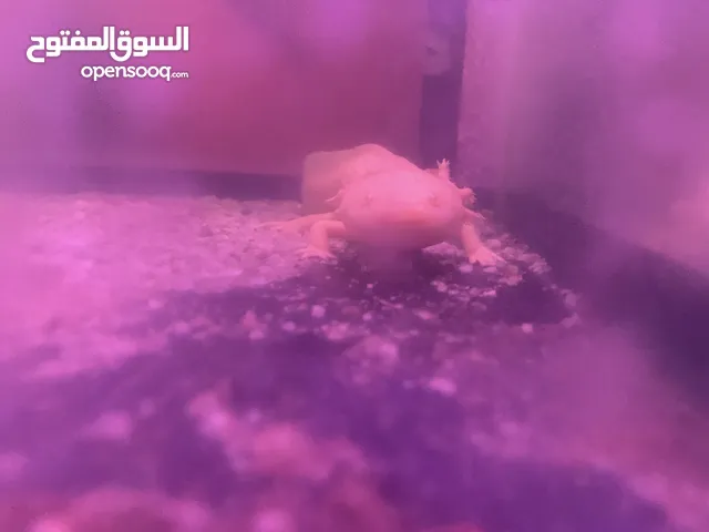 axolotl for sell