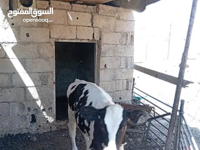 عجله للبيع