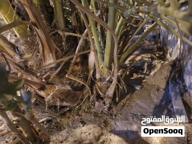 افراخ نخل برحي وام الدهن