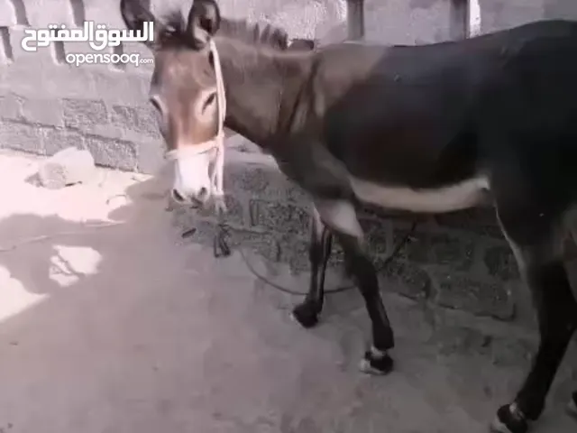 حماره عشار اللبدل مع جحش او للبيع 10
