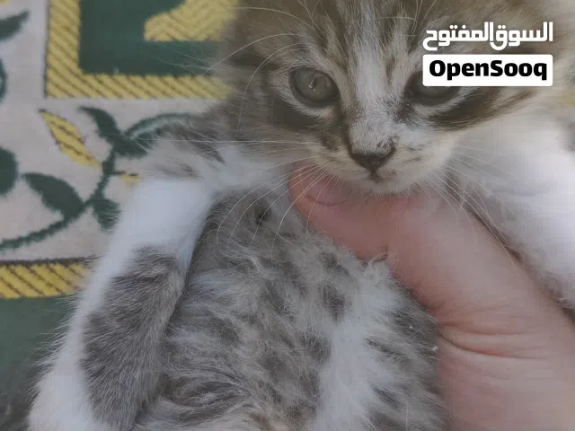 قطة شيرازي