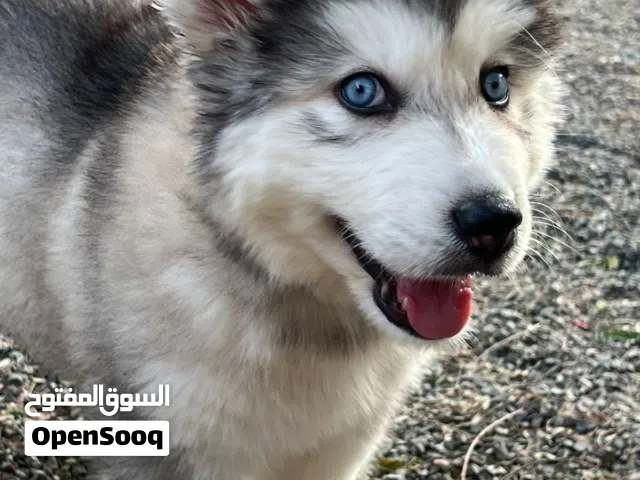 كال هاسكي ذكر