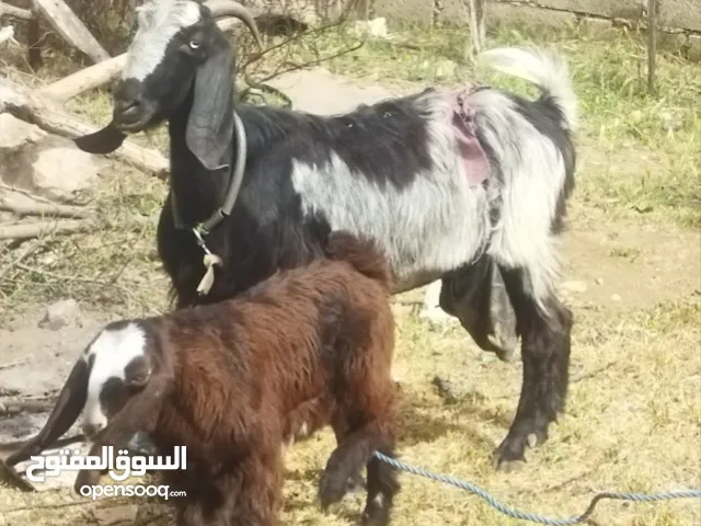 عنزتين،،،،