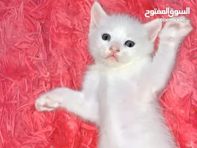 قطط ام شيرازي اب هيمالايا 38 يوم