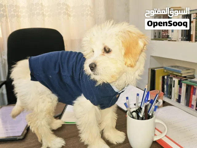 كلب فرنسي للبيع بسعر مميز