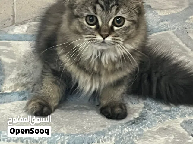 قطة فارسية صغيرة للبيع فقط Persian Kitten for Sale Only