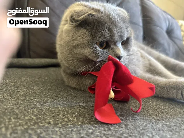 قطه سكوتش فيلد معقمة