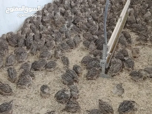 متوفر لدينا فري (السمان) سوبر جامبو بي اوزان عالية للاحم و بياض سعر الجوز 1.5