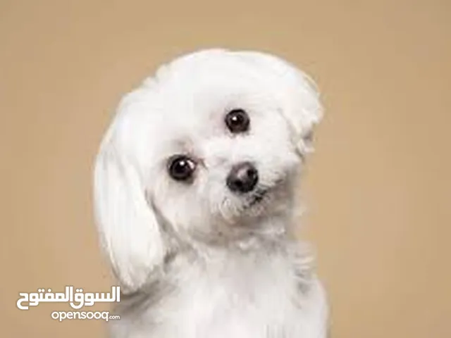 كلب مالتيز للبيع
